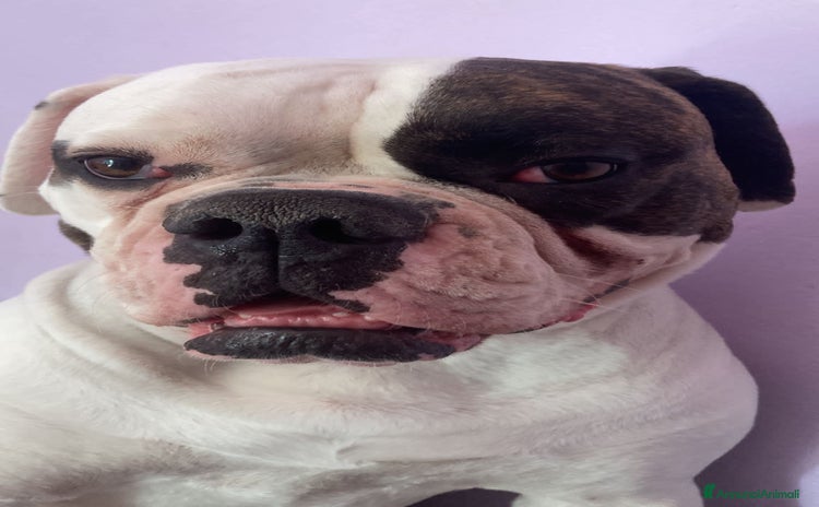 Bulldog cani a Provincia di Lodi - Annuncio 1