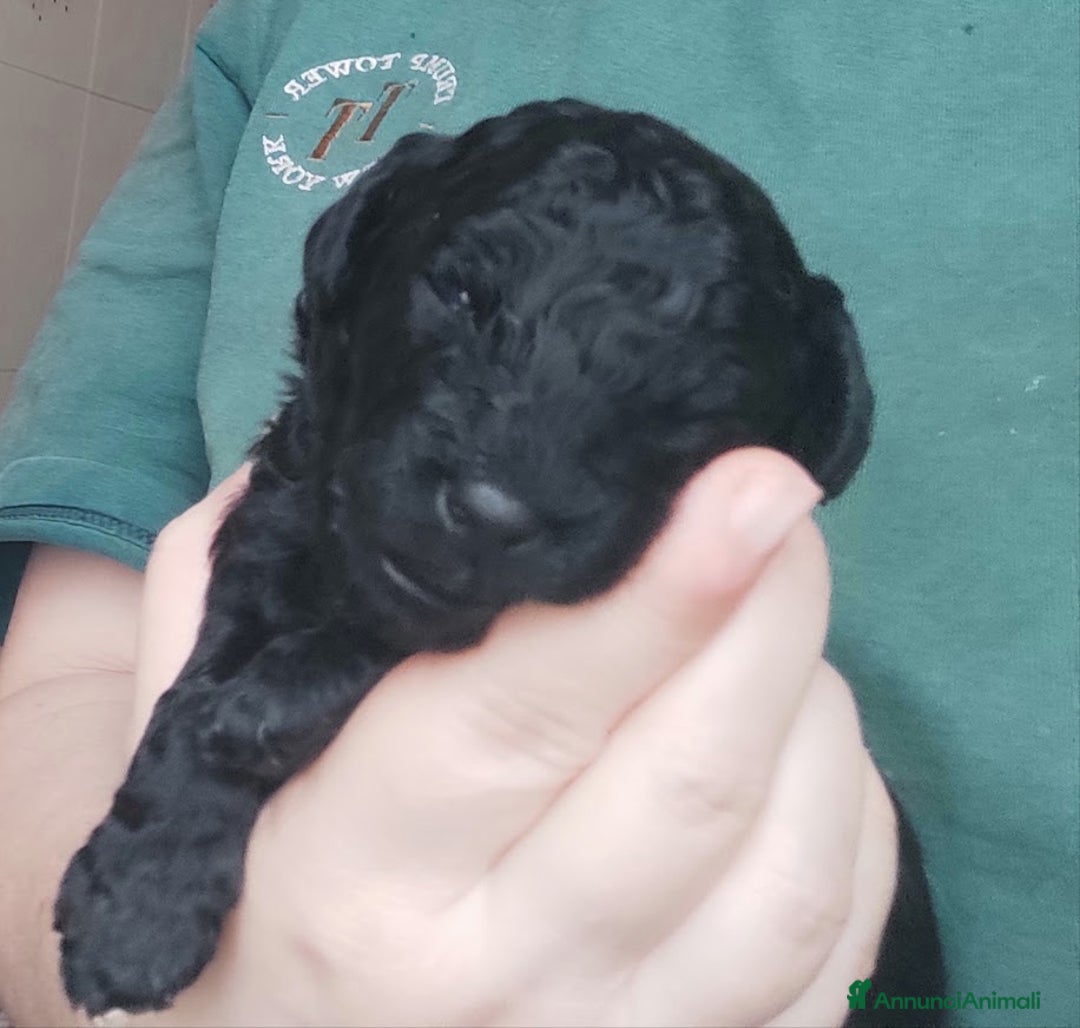 Immagine della galleria {{count}}