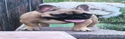 Bulldog Francese cani in vendita: Bulldog francese maschio cucciolo - Annuncio 4