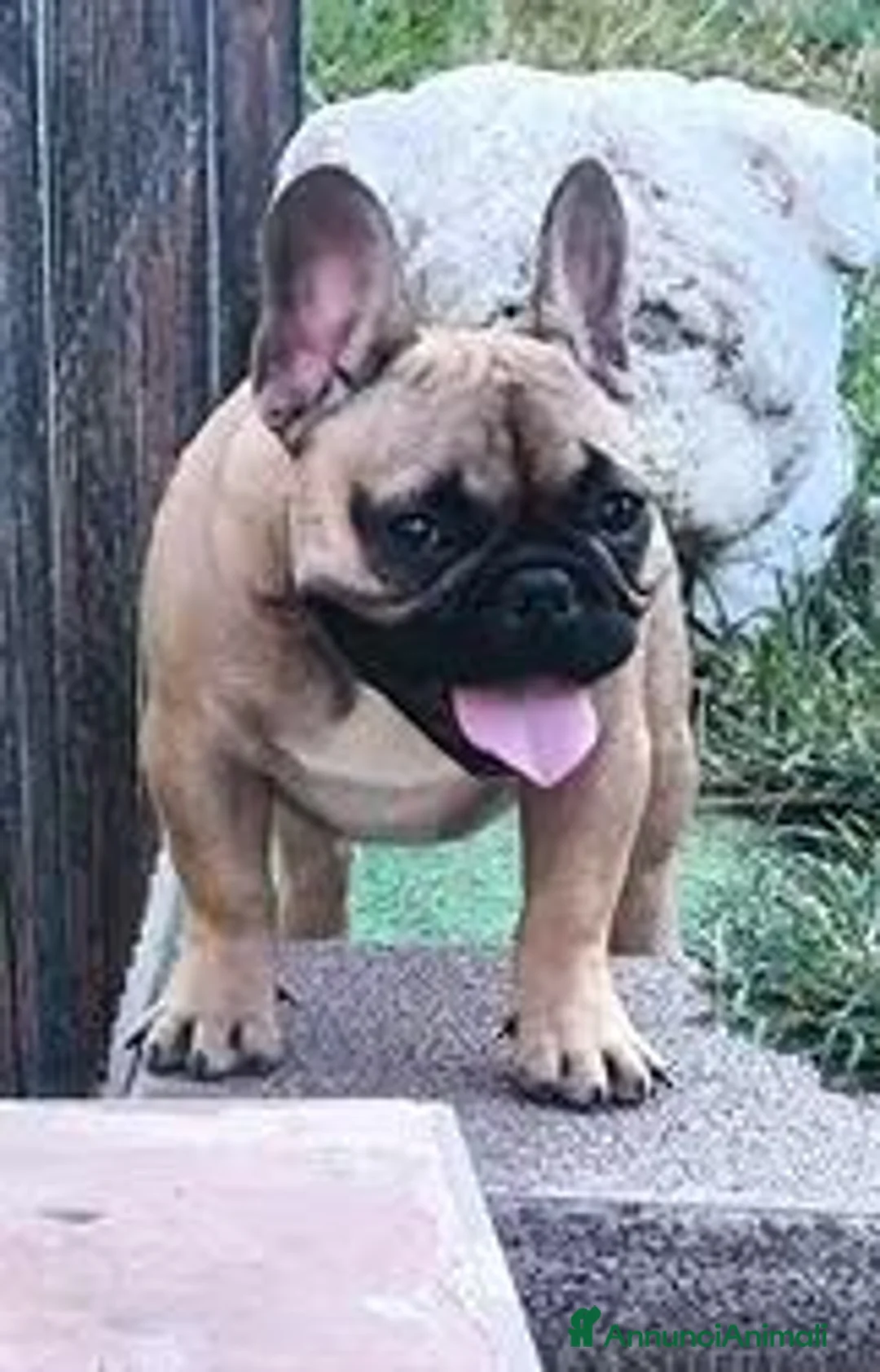 Bulldog Francese cani in vendita: Bulldog francese maschio cucciolo - Annuncio 4