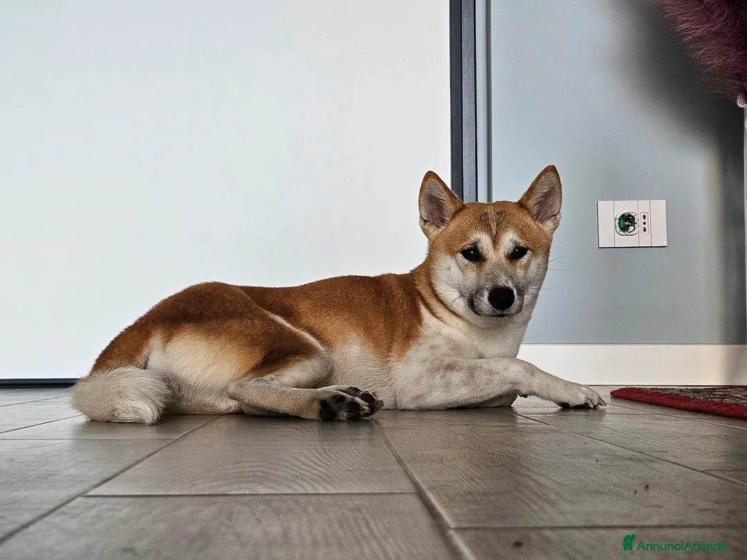 Shiba Inu cani in regalo: Nya 4 e Hachi 2  a Città metropolitana di Milano - Annuncio 2