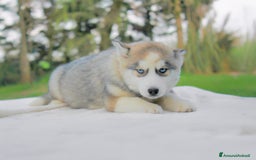 Husky cani in vendita: Cuccioli di Siberian Husky  a Provincia di Pavia - Immagine 4