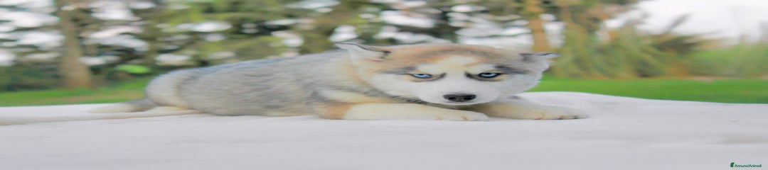 Husky Cucciolo 2