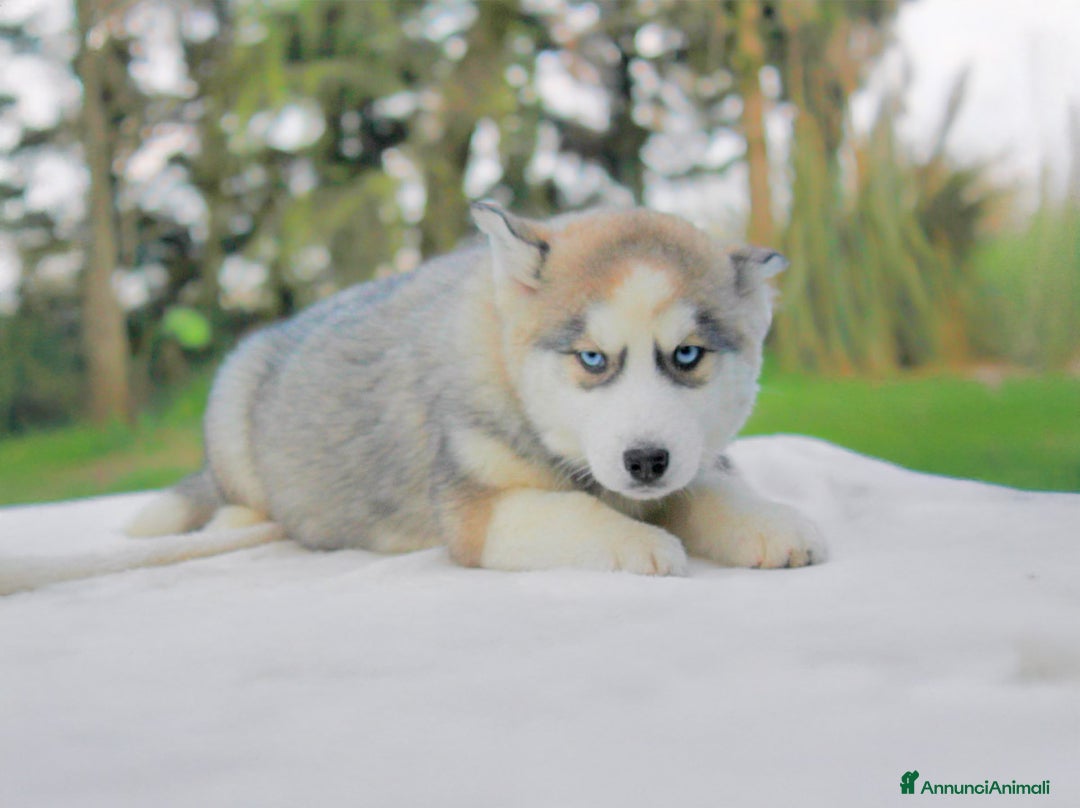 Husky cani in vendita: Cuccioli di Siberian Husky  a Provincia di Pavia - Immagine 4