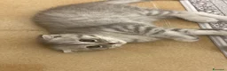 Scottish gatti in vendita: Cuccioli scottish straight e Fold - Annuncio 5