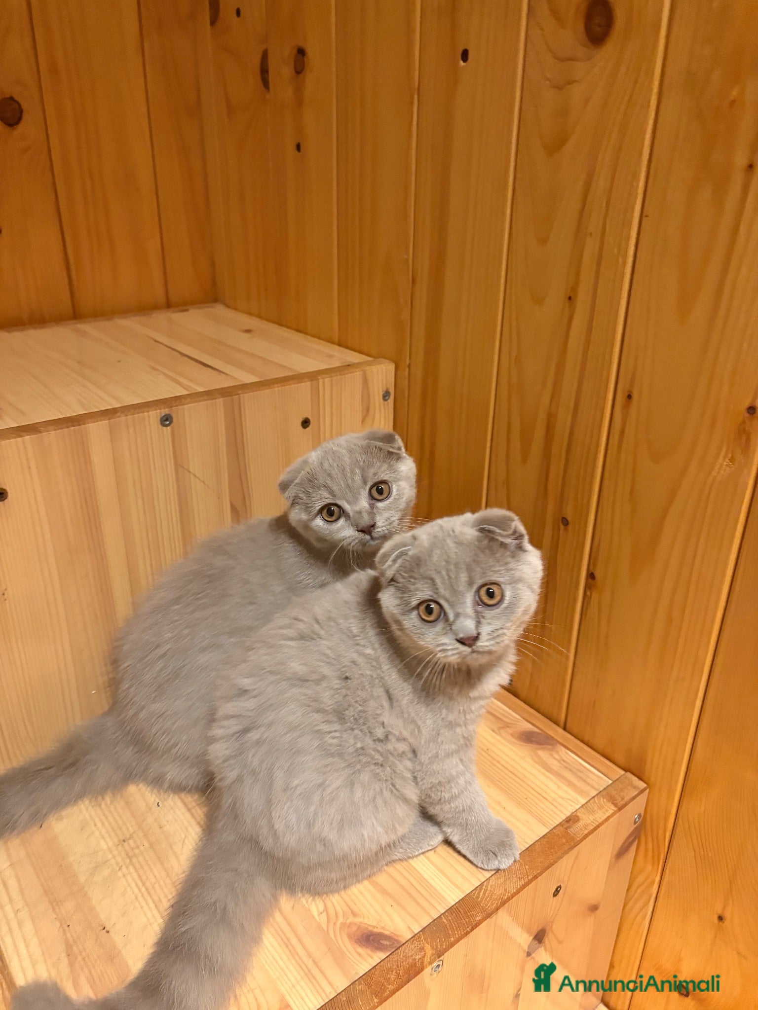 British gatti    cuccioli British Shorthair  - Annuncio 5