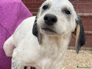 Meticcio cani LA SPLENDIDA SIRYA - Annuncio 5