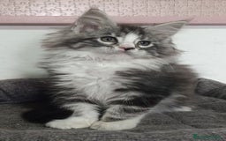 Maine Coon gatti in vendita: Maine Coon pura razza a Provincia di Alessandria - Immagine 3