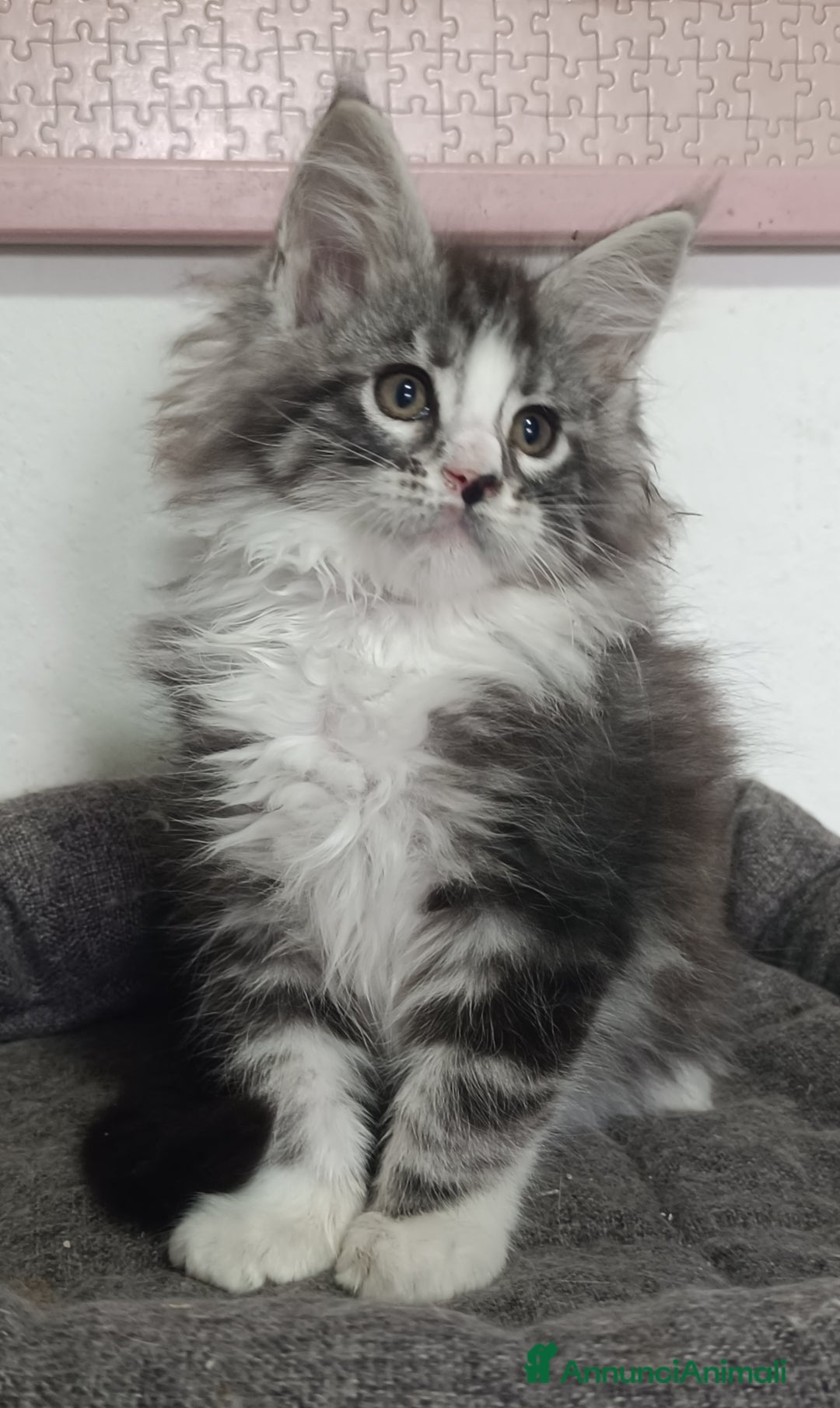 Maine Coon gatti in vendita: Maine Coon pura razza a Provincia di Alessandria - Immagine 3