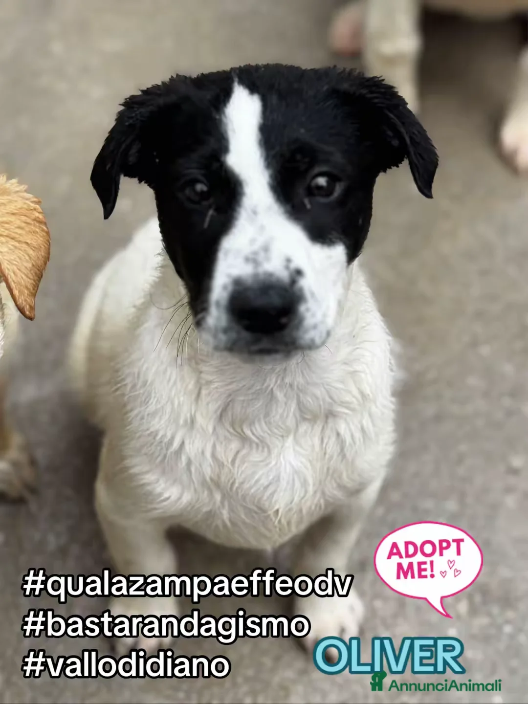 Meticcio cani in regalo: Oliver tre mesi taglia medio grande - Annuncio 1