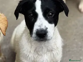 Meticcio cani Oliver tre mesi taglia medio grande - Annuncio 31