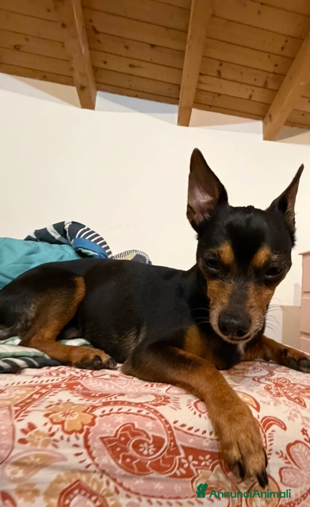 Meticcio cani in vendita: Cucciolata incrocio con  bassotto isabella nano  - Annuncio 2