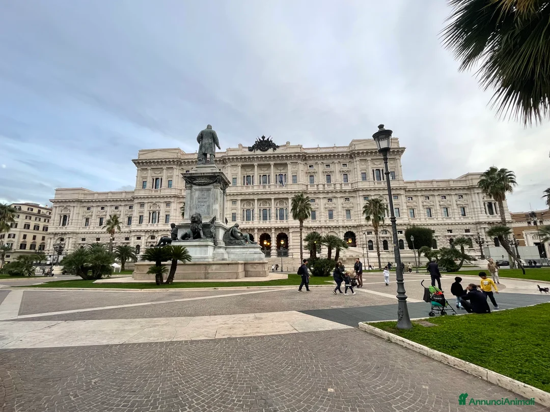 Jack Russell cani per accoppiamento: Monta a Città metropolitana di Sassari - Annuncio 2
