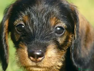 Bassotto cani Bassotti Kaninchen - Annuncio 1