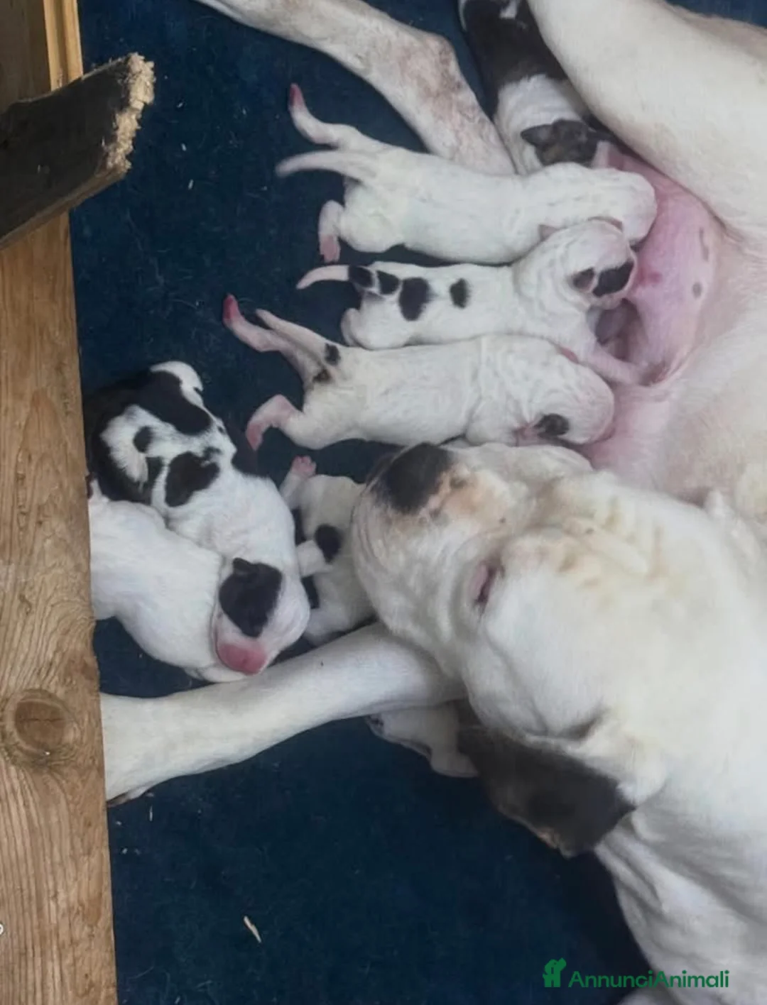 American Bully cani in vendita: BULLDOG AMERICANI - Annuncio 2