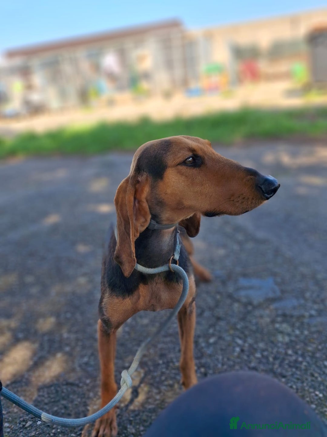 Segugio cani in regalo: BOBO 💙-cagnolino mite e delicato, buono con tutti - Annuncio 4