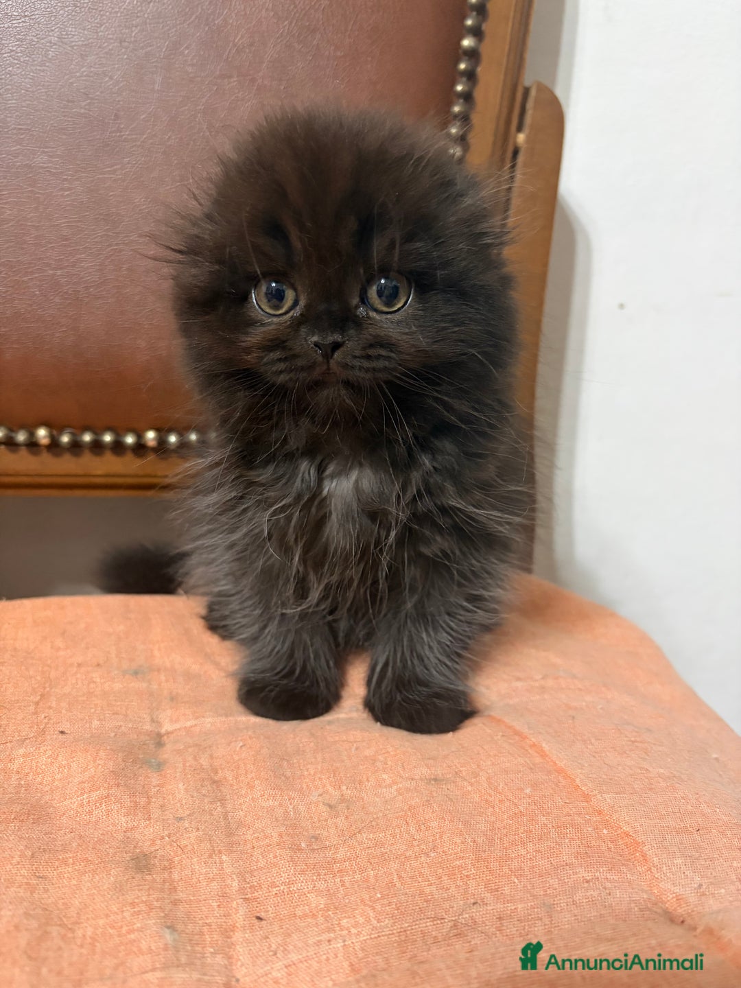 Scottish gatti in vendita: Scottish fold/straight gattini - Annuncio 1