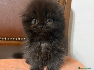Scottish gatti Scottish fold/straight gattini - Annuncio 1