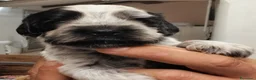 Cocker cani in vendita: Cucciolo Cocker Spaniel Inglese Blu Roano  - Annuncio 1