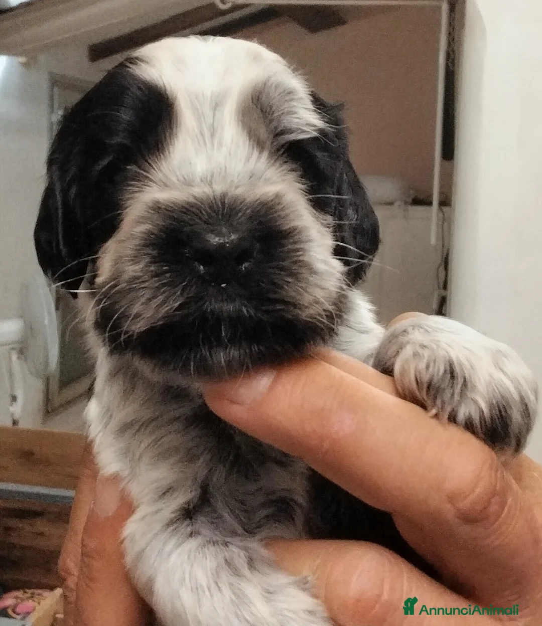 Cocker cani in vendita: Cucciolo Cocker Spaniel Inglese Blu Roano  - Annuncio 1