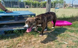 Meticcio cani in regalo: Tria, fantastica cucciola molossina a Provincia di Latina - Immagine 6
