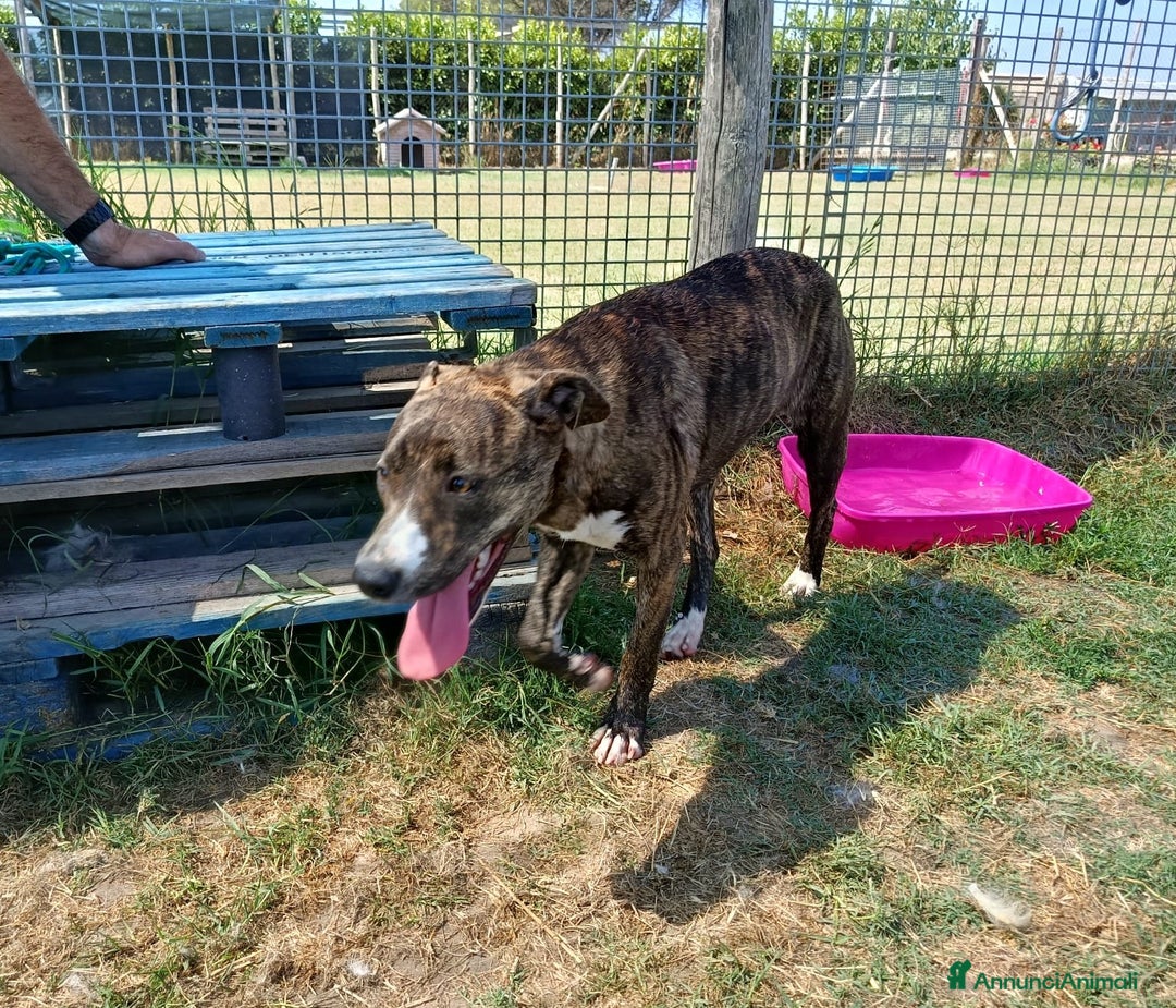 Meticcio cani in regalo: Tria, fantastica cucciola molossina a Provincia di Latina - Immagine 6