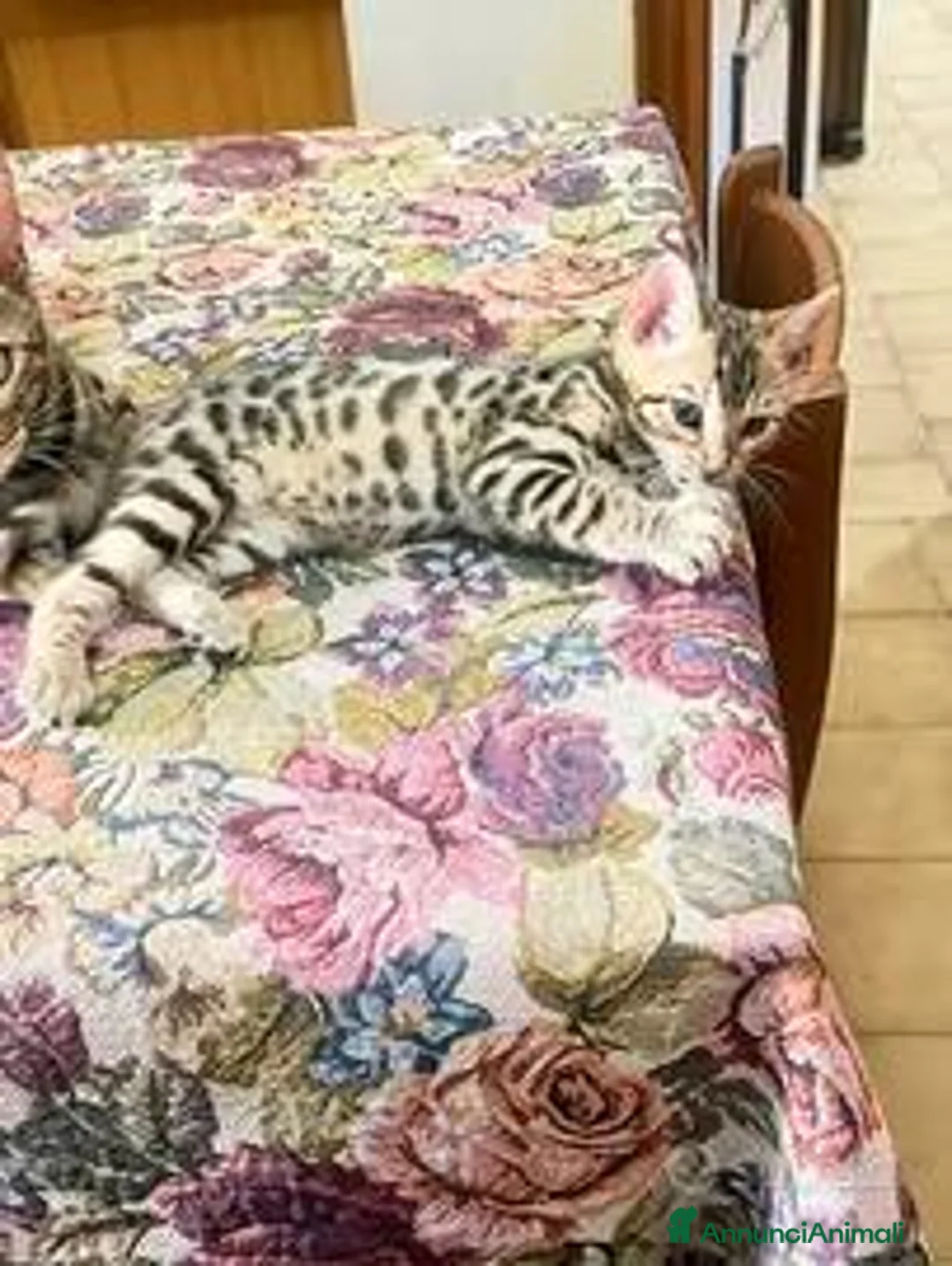 Bengala gatti in vendita: Gatto bengala femmina - Annuncio 2