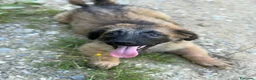 Meticcio cani in regalo: VERA, cucciola tanto DOLCE! Tg MEDIO PICCOLA - Annuncio 4