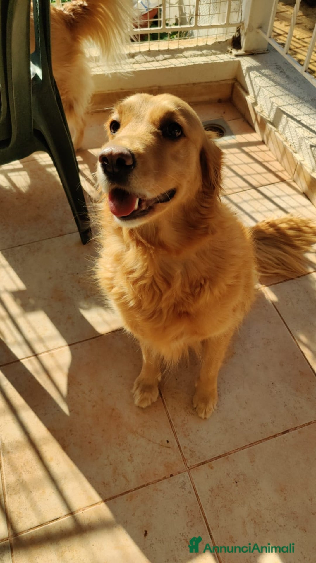 Golden Retriever cani in regalo: Stella, un meravigliosa Golden Retrieverr - Annuncio 1