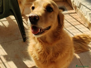 Golden Retriever cani Stella, un meravigliosa Golden Retrieverr - Annuncio 1