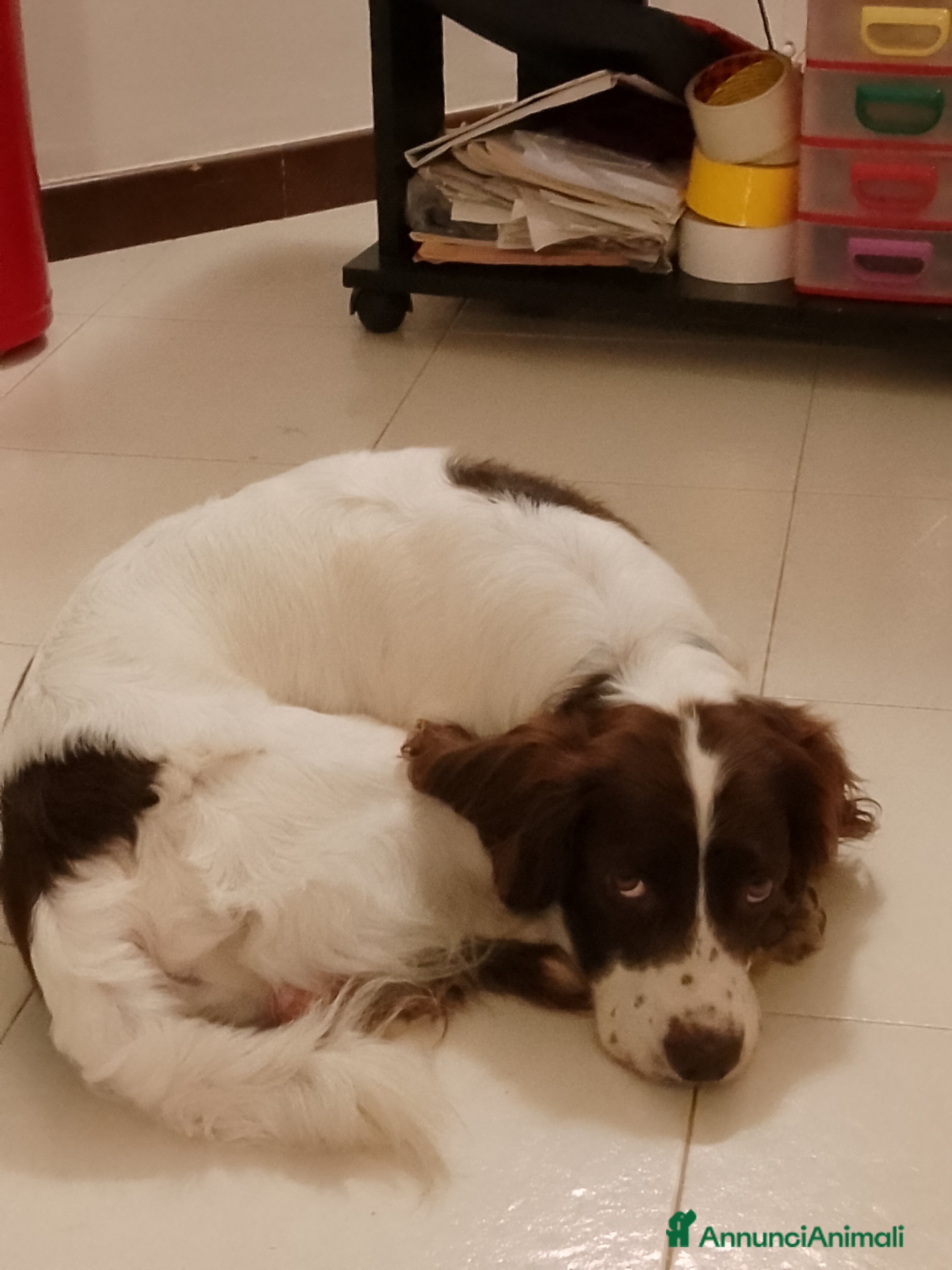 Springer Spaniel Inglese cani Springher Spaniel  - Annuncio 1