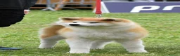 Akita Inu cani in vendita: Cucciolo Akita inu (Top Selection) a Città metropolitana di Roma Capitale - Annuncio 25