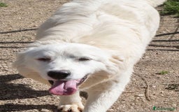 Meticcio cani in regalo: APRITE QUELLE SBARRE a Provincia di Piacenza - Annuncio 6