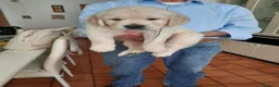 Golden Retriever cani in vendita: Vendo cuccioli - Annuncio 2