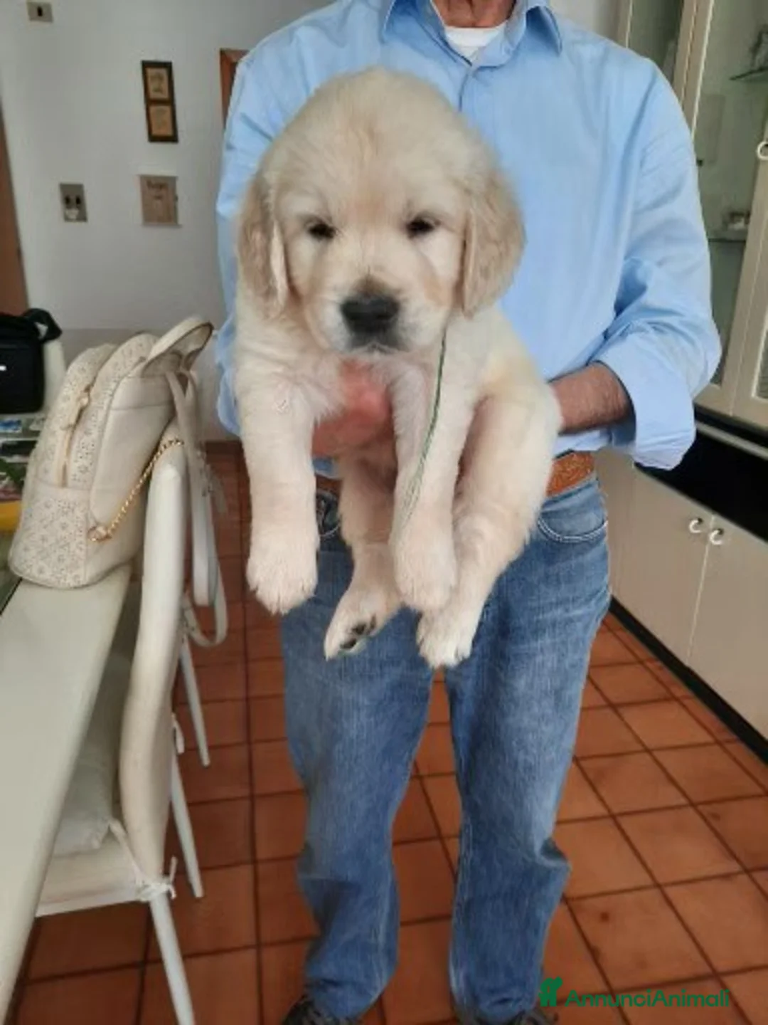 Golden Retriever cani in vendita: Vendo cuccioli - Annuncio 2