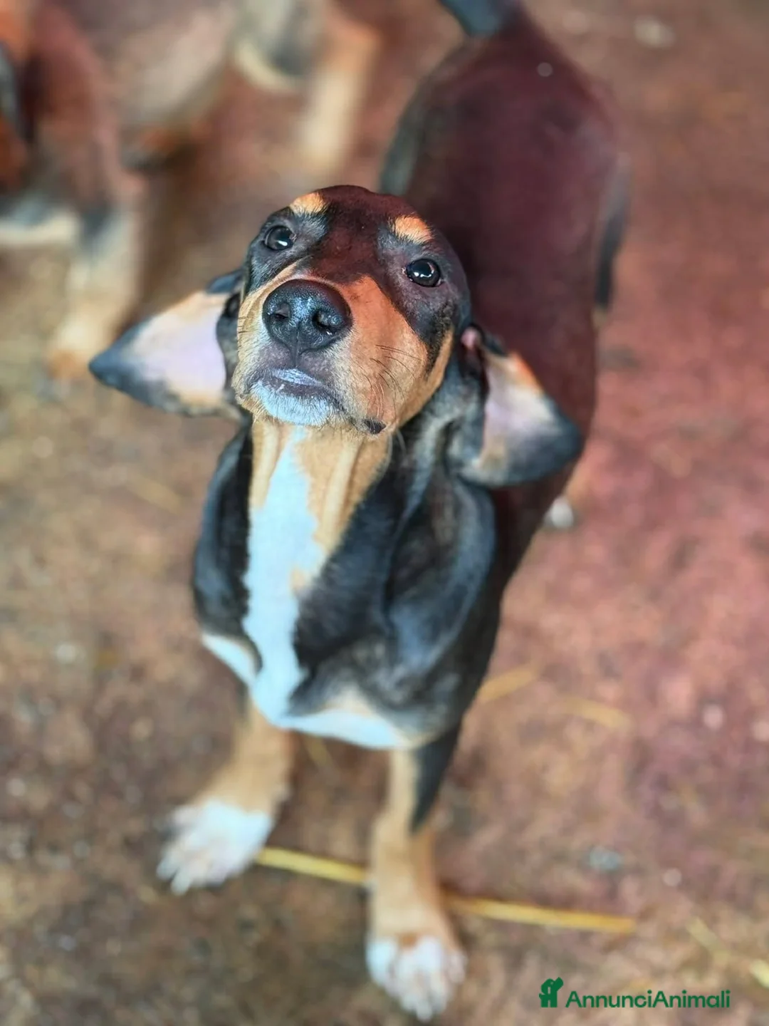 Meticcio cani in regalo: 4 CUCCIOLI simpaticissimi e coccoloni in canile! - Annuncio 14