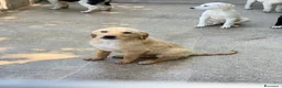 Meticcio cani in regalo: Ale maschio a Città Metropolitana di Bologna - Annuncio 2