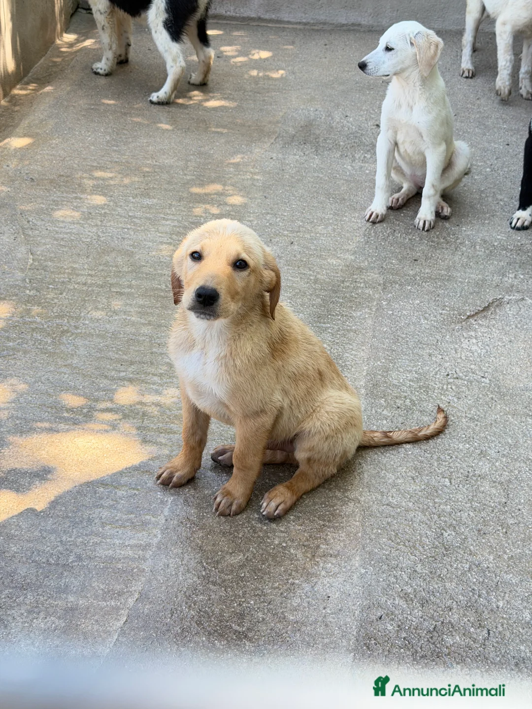 Meticcio cani in regalo: Ale maschio a Città Metropolitana di Bologna - Annuncio 2