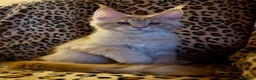 Maine Coon gatti in vendita: Splendidi cuccioli di Maine Coon - Annuncio 2