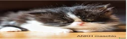 Persiano gatti in vendita: DISPONIBILI 2 MERAVIGLIOSI CUCCIOLI DI PERSIANO - Annuncio 3