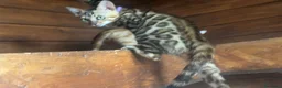 Bengala gatti in vendita: Bengal cucciola da riproduzione (Normandie) - Annuncio 1