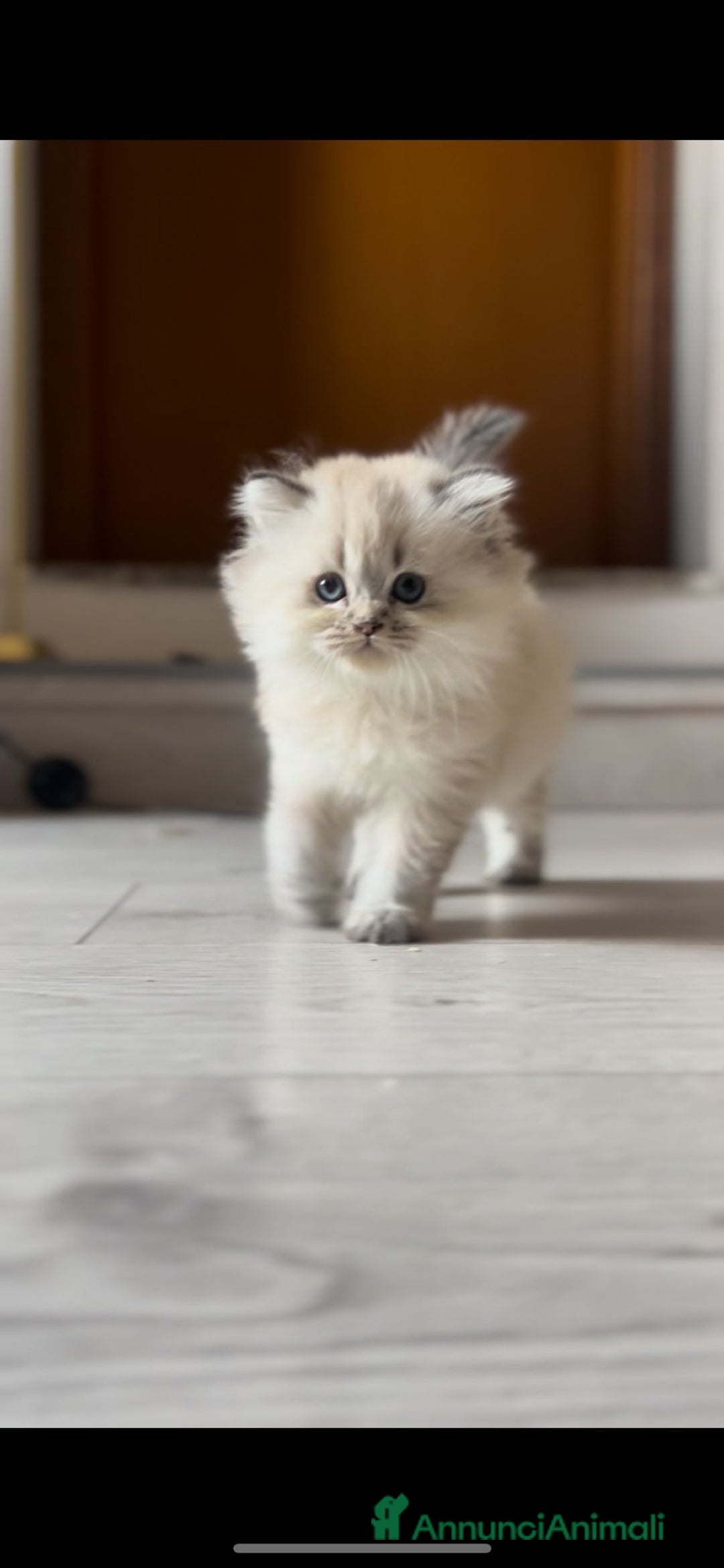 British gatti in vendita:  🩵Cuccioli British Longhair disponibili 🩵 - Annuncio 5