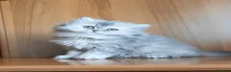 British gatti in vendita: Cucciolo British longhair  - Annuncio 4