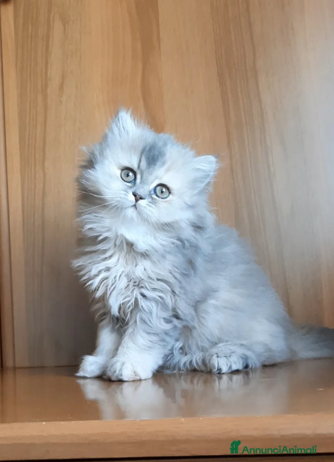 British gatti in vendita: Cucciolo British longhair  - Annuncio 4