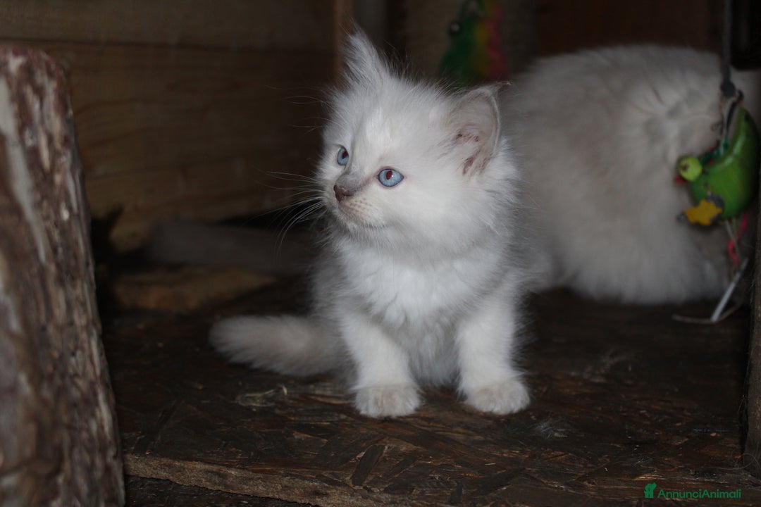 Ragdoll gatti in vendita: Ragdoll cucciolo  - Annuncio 2