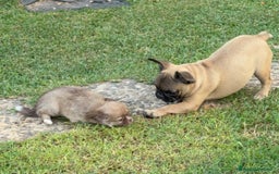 Bulldog Francese cani in vendita: Bulldog francese femmina fulva a Città metropolitana di Milano - Immagine 4