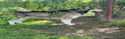 Alaskan Malamute cani per accoppiamento: CERCASI FEMMINA ALASKAN MALAMUTE PER ACCOPPIAMENTO a Città metropolitana di Roma Capitale - Annuncio 7