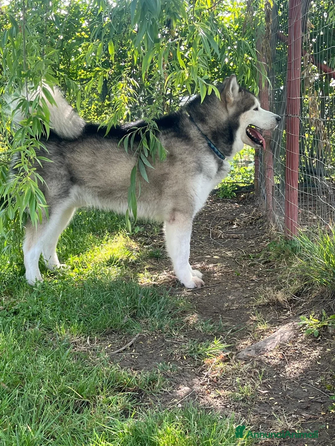 Alaskan Malamute cani per accoppiamento: CERCASI FEMMINA ALASKAN MALAMUTE PER ACCOPPIAMENTO a Città metropolitana di Roma Capitale - Annuncio 7