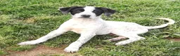 Meticcio cani in regalo: ZENO MIX SETTERINO  a Provincia di Varese - Annuncio 3