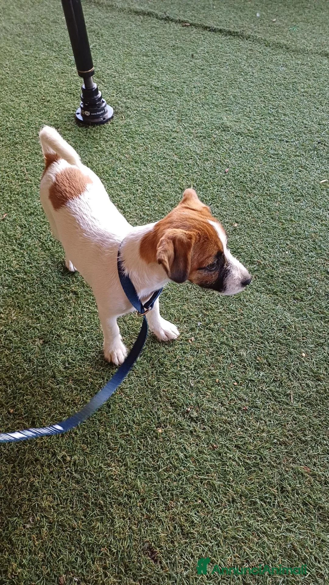 Jack Russell cani in vendita: Cucciola di jack russell terrier con pedigree  a Città metropolitana di Roma Capitale - Annuncio 2